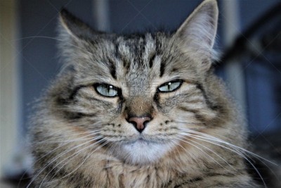 猫,发狂的,不高兴的,肖像,图像,腮须,头发,动物身体部位,动物,人的眼睛