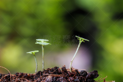 研磨食品,绿色,秧苗,心脏移植术,移植手术,核对时间,农业,健康保健,清新,环境