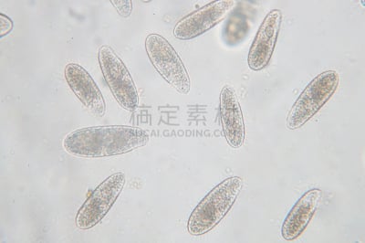 原生动物,单细胞生物,四膜虫,显微镜,水,细胞核,水平画幅,微生物学,无人,动物学
