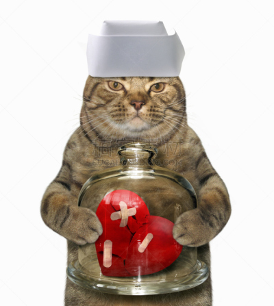 猫,垂直画幅,无人,情人节,宠物服装,白色,痛苦,节日,圆顶建筑,快乐