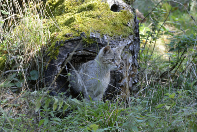 野猫,森林,欧洲野猫,灰色,水平画幅,无人,摄影