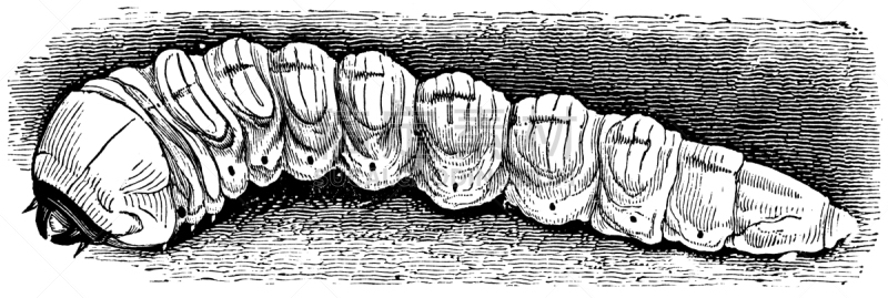 生物学,野生动物,19世纪,环境,毛虫,古董,生物,古典式,皇蛾,动物