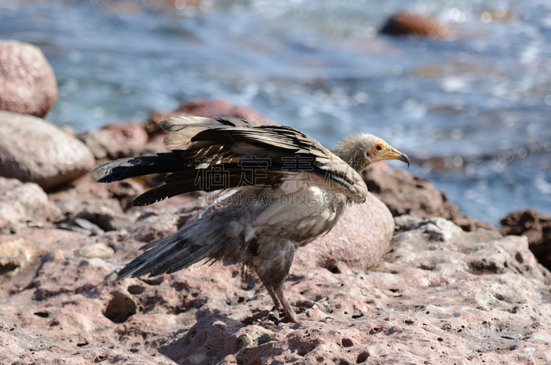 岛,egyptian vulture,也门,自然,主题,水平画幅,无人,鸟类,图像,动物