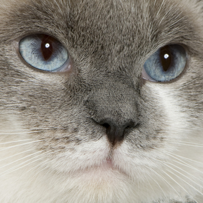 布偶猫,6到7个月,沙尔特勒猫,暹罗猫,杂种猫,银色,特写,哺乳纲,白色,看