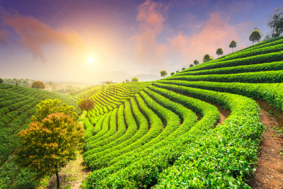 茶树,天空,在下面,水平画幅,山,无人,户外,田地,植物,中国
