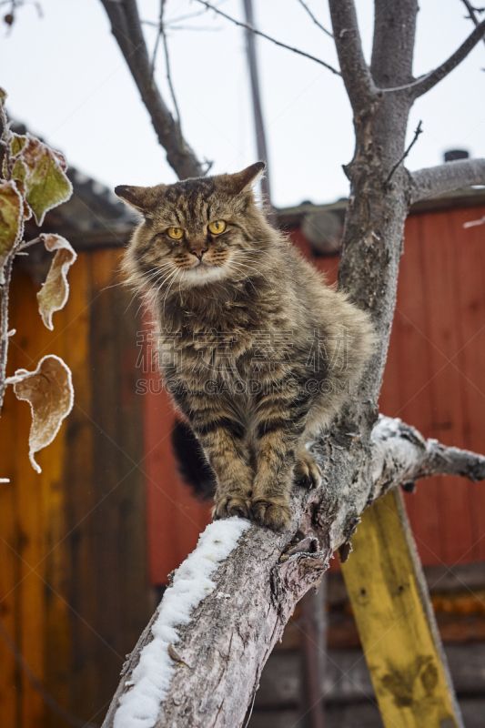 雪,猫,垂直画幅,蛇眼,动物身体部位,表情符号,毛绒绒,冬天,条纹,小的