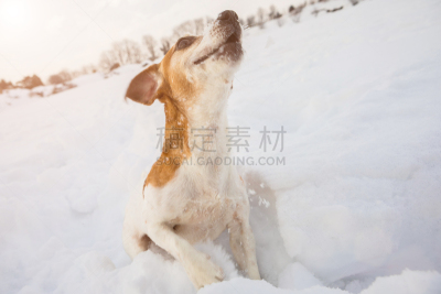 雪,冬天,狗,进行中,户外,乐趣,宠物,动作,非凡的,连接插头