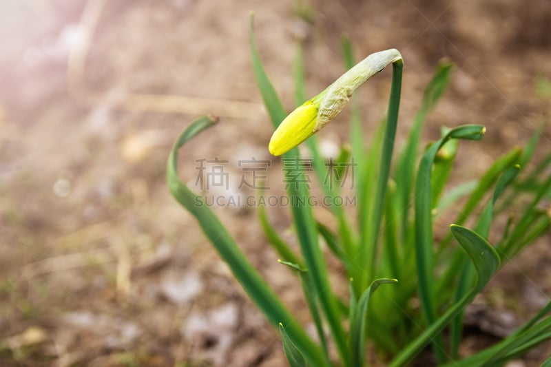 小号,水仙花,百合花,秧苗,新的,水平画幅,无人,夏天,户外,特写