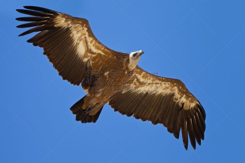 秃鹫,食肉鸟,水平画幅,蓝色,欧洲,动物身体部位,翅膀,ruppell's griffon vulture,欧亚兀鹫秃鹰