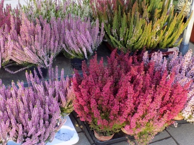 花盆,石南花,多样,灌木,公园,园林,植物,户外,园艺,庭院