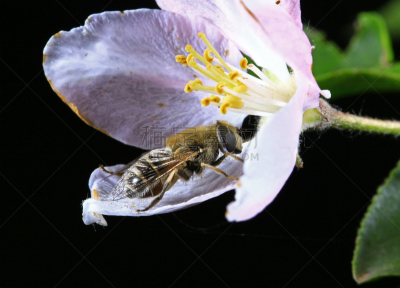 蚜虫,两翼昆虫,野外动物,自然,水平画幅,无人,户外,水滴,田地,蜂蜜