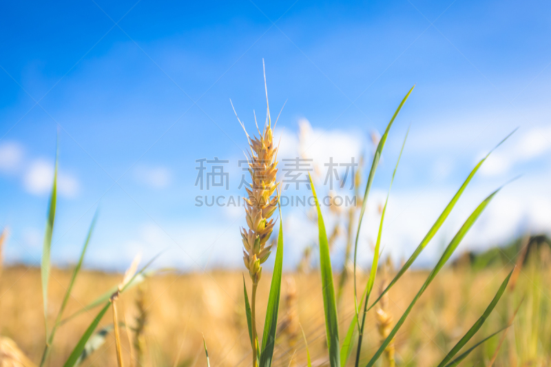 田地,芬兰,小麦,卡亚尼,芬兰国,天空,美,水平画幅,云,无人