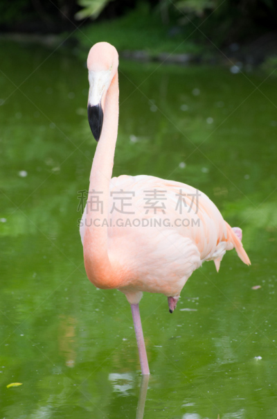 火烈鸟,灰色链霉菌,自然,垂直画幅,水,人的头部,可爱的,鸟类,乌克兰,动物身体部位
