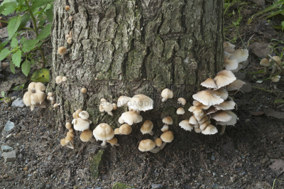 蘑菇,柔和色,自然,真菌,水平画幅,无人,鬼伞科,摄影