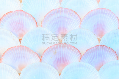 贝壳,背景,水平画幅,纹理效果,沙子,夏天,海滩,星形,热带气候,边界