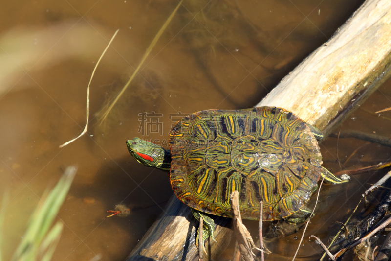 巴西龟,海龟,秀丽隐杆线虫,红耳海龟,伊利诺斯州,自然,水平画幅,无人,野外动物,户外