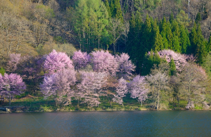 长野县,日本,樱桃树,信浓川,水,天空,美,里山,水平画幅,樱花