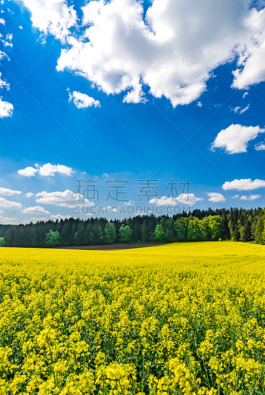 田地,蓝色,油菜花,黄色,晴朗,云,在下面,垂直画幅,天空,无人