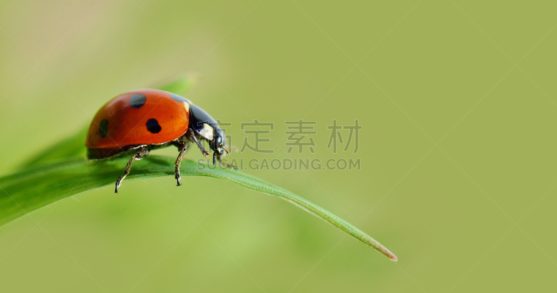 草,瓢虫,叶子,昆虫,绿色,美,水平画幅,无人,动物学,七星瓢虫