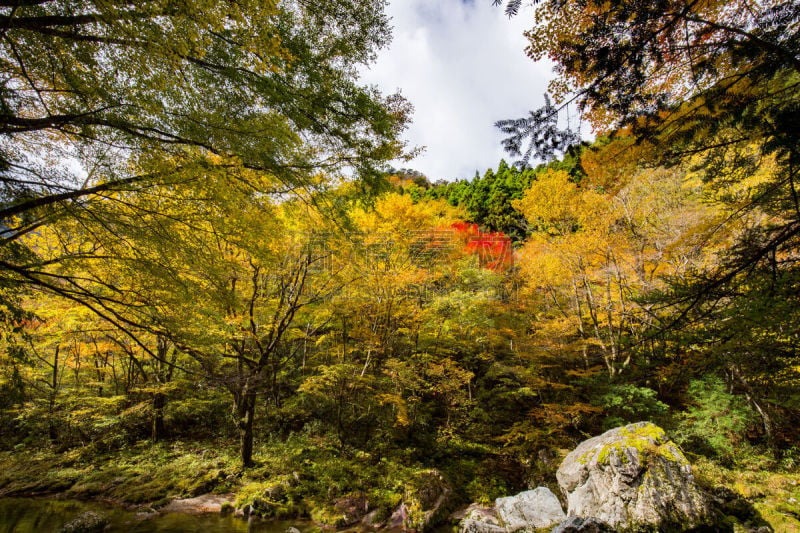 秋天,叶子,北岳山,爱媛县,仅儿童,山谷,自然,美,公园