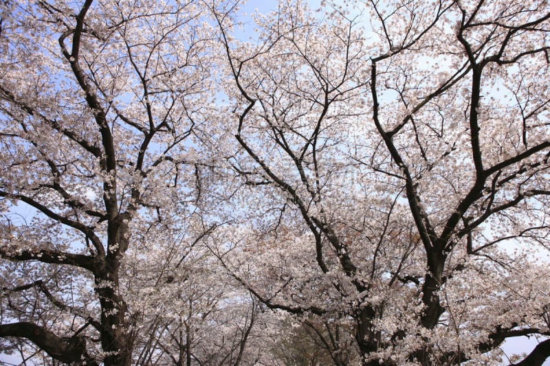 樱之花,天空,京都府,水平画幅,樱花,无人,蓝色,日本,樱桃树,户外