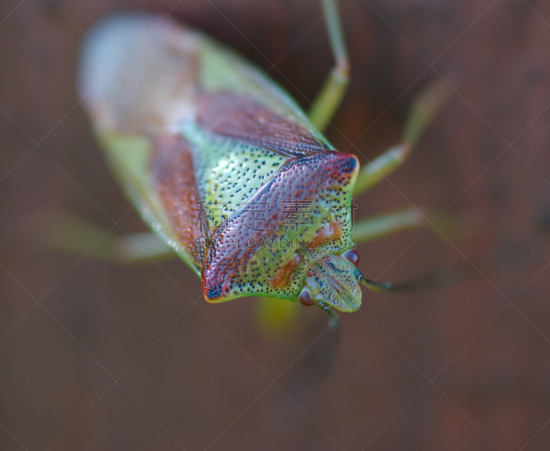 盾蝽,green shield bug,选择对焦,水平画幅,彩色图片,无人,动物,大特写,昆虫,摄影