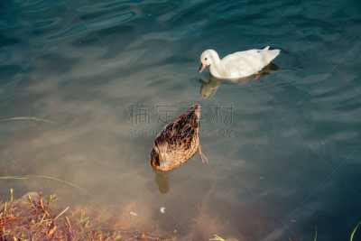 野生动物,香槟地区,水,水平画幅,鸟类,野外动物,夏天,户外,湖,防水长靴
