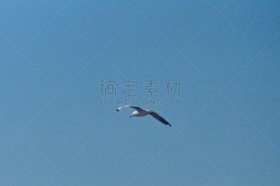哈氏鸥,南部非洲,非洲,西开普省,图像,海鸥,鸟类,南非,海岸线,户外
