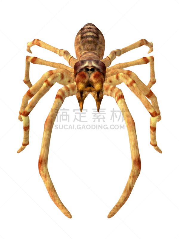 蜘蛛,骆驼,垂直画幅,无人,三维图形,绘画插图,sun spider,2015年,风蝎子,动物