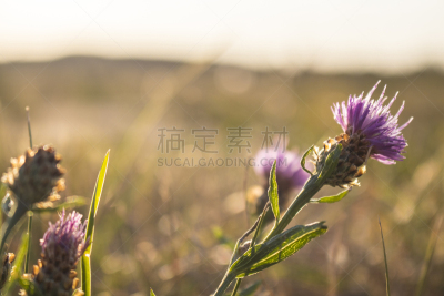 蓟,紫色,早晨,草红花,苍术,藏红花,浓烟,植物,背景,夏天