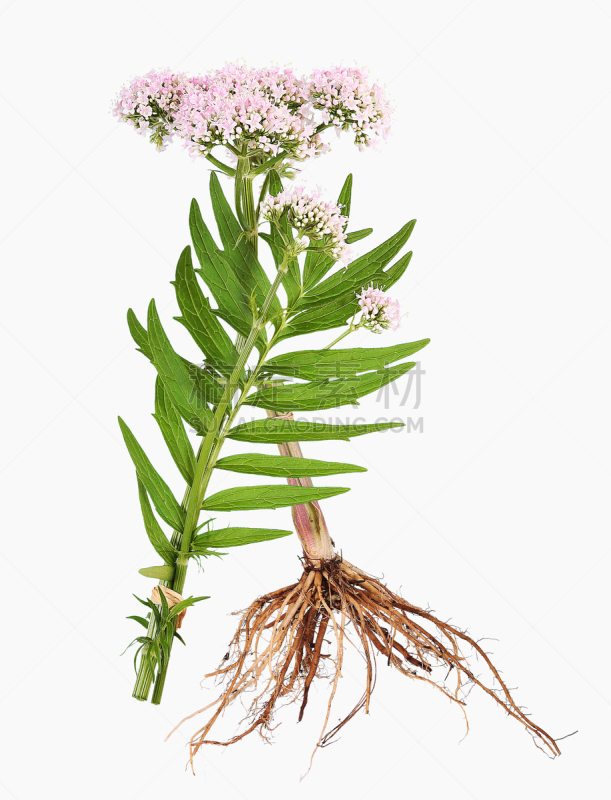 缬草属植物,根部,垂直画幅,茶树,无人,健康,化妆用品,线绳,润肤露,顺势医学