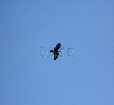 老鹰,蜗牛,大沼泽地鸢,天空,水平画幅,蓝色,2015年,鸟类,甲壳动物,摄影