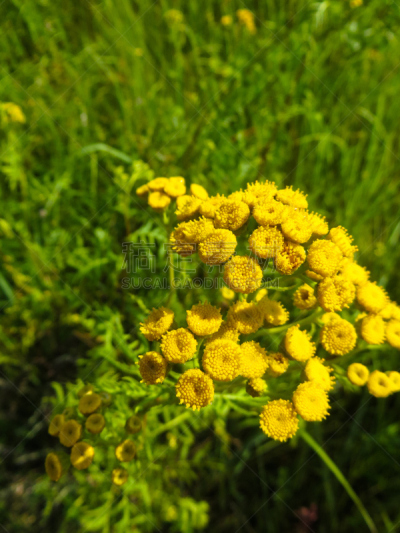 艾菊,苦啤酒,艾蒿,母牛,驱虫剂,植物学家,树园,普通甜菜根,顺势医学,八月