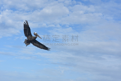 鹈鹕,加勒比海地区,自然,大鸟笼,阿鲁巴,野生动物,热带气候,图像,哺乳纲,巨大的