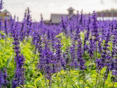 熏衣草,香水,农场,日本,城镇,紫色,田地,北海道,富良野,花