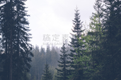 松树,森林,自然,水平画幅,地形,无人,早晨,夏天,户外,光