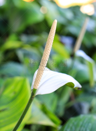 肉穗花序,白色,清新,热带气候,泰国,春天,佛焰苞,植物,百合花,自然