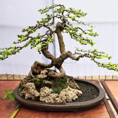 菲律宾,盆景,茶树,卡蒙,美,小的,传统,比例,方形画幅,鹅卵石