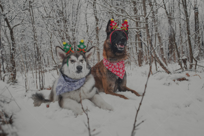 阿拉斯加雪橇犬,新年前夕,狗,牧羊人,水平画幅,雪,爱斯基摩犬,猎犬,哺乳纲