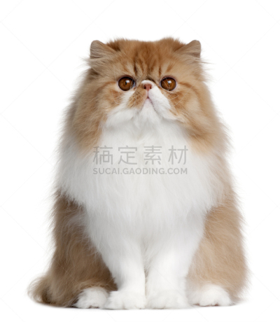 正面视角,英国短毛猫,垂直画幅,机敏,留白,注视镜头,无人,动物主题,哺乳纲,白色