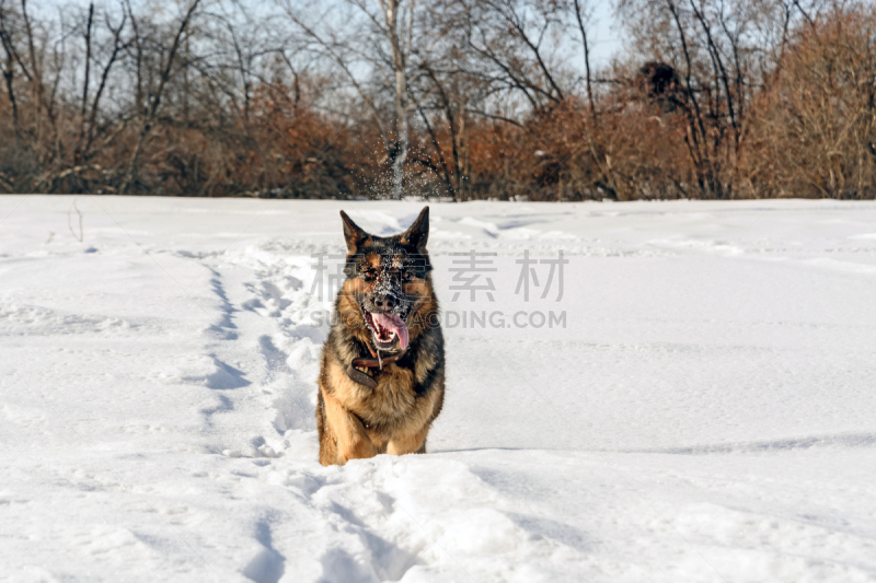 雪,狗,泰斯河,房山,大自然保护协会,秋冬季系列,水平画幅,无人,户外,俄罗斯