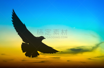海鸥,多色的,轮廓,自然,水平画幅,无人,浪漫,夏天,红色,海岸线