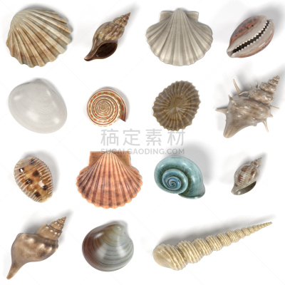 贝壳,三维图形,女王凤凰螺,形状,海螺,贻贝,帽贝,软体动物,绘画插图,方形画幅