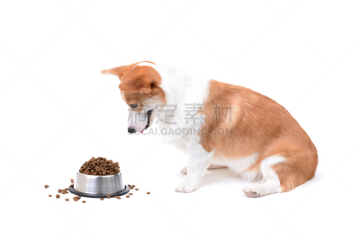 威尔士柯基犬,食品,可爱的,宠物,碗,纯种犬,白色背景,背景分离,概念,图像