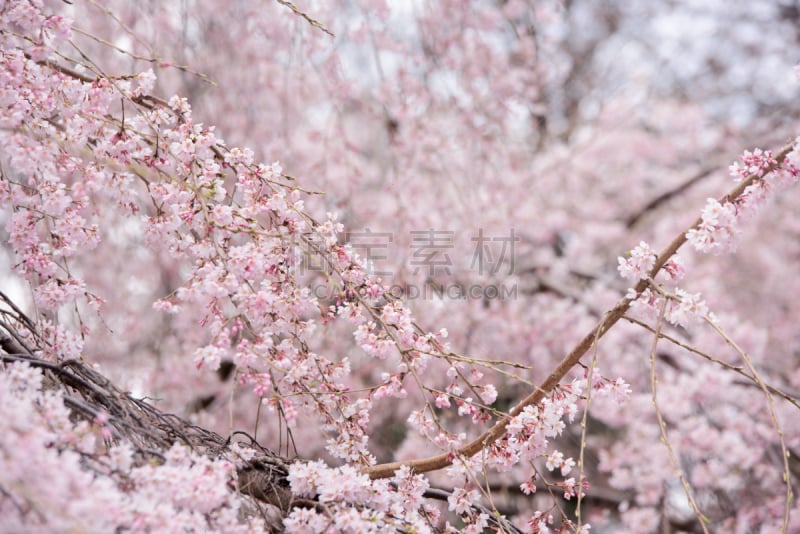 垂枝樱花,奈良市,奈良县,美,水平画幅,樱花,无人,特写,开花时间间隔,白色