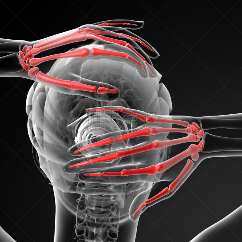 人类骨架,绘画插图,三维图形,手,女性,形状,科学,计算机制图,计算机图形学,生物学
