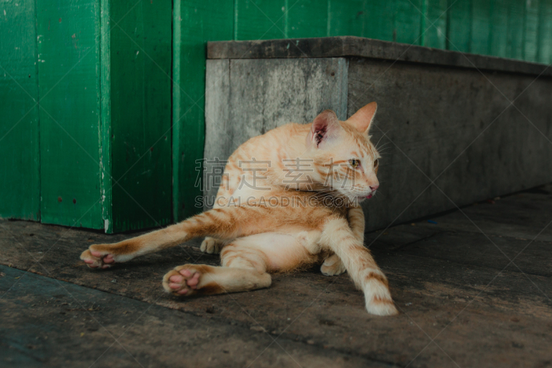 猫,流浪汉,身体受伤,水平画幅,户外,被抛弃的,哺乳纲,城镇,街道