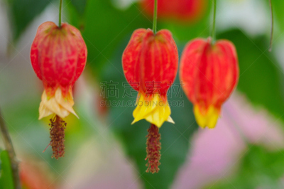 苘麻,中国灯笼,红色,有蔓植物,水平画幅,无人,2015年,灌木,仅一朵花,开花植物