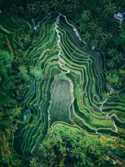 水稻梯田,德格拉朗,纹理效果,在上面,自然,垂直画幅,绿色,地形,巴厘岛,无人