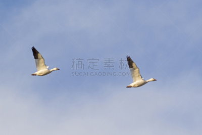 鸟类,雪雁,一对,领导能力,水平画幅,户外,加拿大黑雁,云景,运动,冬天